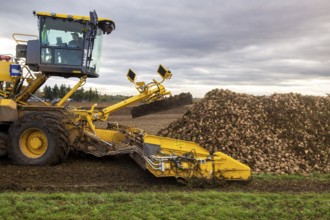 Loading sugar beets in the palatine***A loading mouse loads sugar beets ready for collection onto a