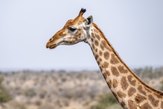 Cape giraffe (Giraffa giraffa giraffa), African savanna, Kruger National Park, South Africa