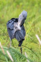 Shoebill (Balaeniceps rex) in the swamps of Mabamba, Lake Victoria, Uganda