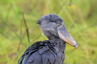 Shoebill (Balaeniceps rex) in the swamps of Mabamba, Lake Victoria, Uganda
