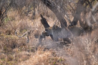 Leopard (Panthera pardus), mother cuddles with young, in dry grass, adult, Kruger National Park,