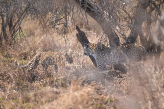 Leopard (Panthera pardus), mother and young, in dry grass, adult, Kruger National Park, South