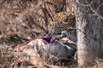 Leopard (Panthera pardus) feeding on a kill, adult, Kruger National Park, South Africa
