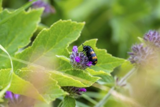 An orange-black oil beetle (Meloidae), Valais Alps, Switzerland