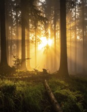 Sunlight streaming through a dense, misty forest, Fog covered forest in summer with mystic golden