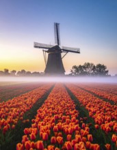 Fog covered landscape in sunrise with tulip fields and windmill in background, AI generated
