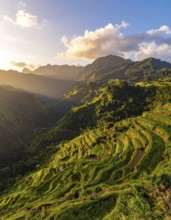 Early morning light bathes Philippines rice terraces cascading down mountain slopes, beautiful