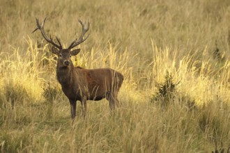 Red deer (Cervus elaphus) strong deer in the evening light, secures old grass in tall, dry old