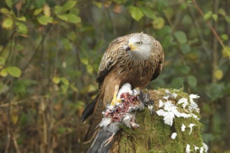 Red kite (Milvus milvus) secures a captured domestic pigeon (Columba livia domestica) Allgäu,
