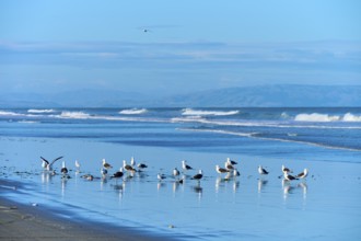 Seagulls frolic on the shore in front of a serene coastal panorama, Spencer Park Beach,
