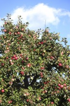 Tree with ripe apples, autumn, Germany