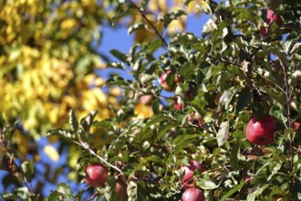 Tree with ripe apples, autumn, Germany