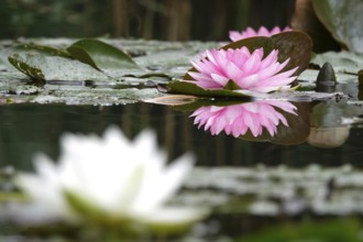 Picturesque water lily, summer, Germany