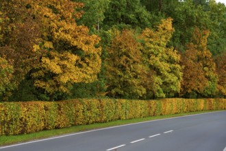 Hedge and trees in autumn colors on a state road 2240, Lauf an der Pegnitz, Middle Franconia,