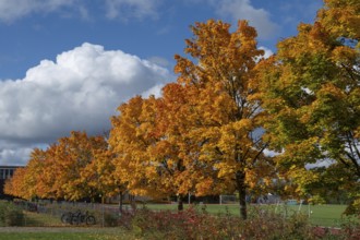 Ahornallee (Acer) in autumn colors on the school grounds of the Eckental Gymnasium, Mittelfranen,