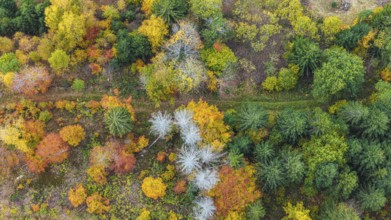 Autumn forest in the Black Forest. Drone photo of trees in colorful autumn leaves and conifers,