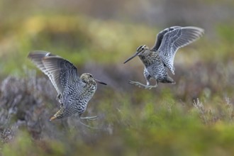 Two great snipes (Gallinago media) males fighting at lek on tundra breeding ground in spring
