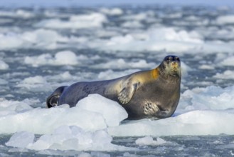 Bearded seal (Erignathus barbatus) resting on ice floe along the coast of Svalbard, Spitsbergen