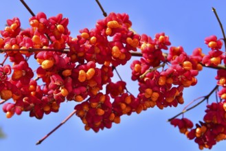 Common spindle bush (Euonymus europaeus), also European or common Pfaffenhütchen, Bavaria, Germany