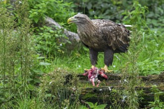 White-tailed eagle, Eurasian sea eagle, erne (Haliaeetus albicilla) adult feeding on killed rabbit