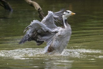 Bar-headed goose (Anser indicus) swimming in pond and flapping wings, exotic species native to