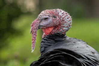 Close-up of head of black domestic turkey showing snood, caruncles and wattle, dewlap