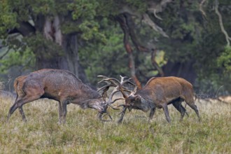 Two rutting red deer (Cervus elaphus) stags fighting by locking antlers during fierce mating battle