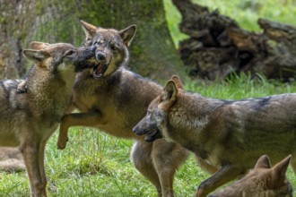 Wolf pack of Eurasian wolves, European grey wolves (Canis lupus lupus) with 5 months old pups play