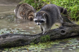 Common raccoon, North American racoon (Procyon lotor) walking over fallen tree trunk in pond,