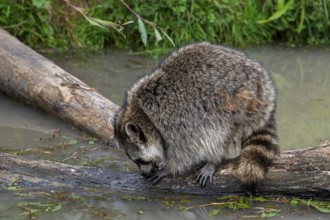 Common raccoon, North American racoon (Procyon lotor) washing food in water of pond, invasive