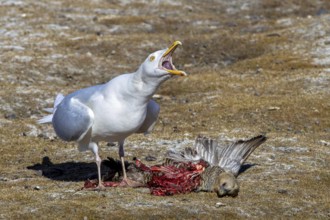 Glaucous gull (Larus hyperboreus hyperboreus) adult in summer plumage scavenging on dead common