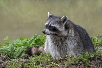 Common raccoon, North American racoon (Procyon lotor) foraging along river bank, invasive species