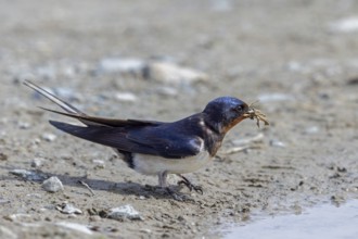 Barn swallow (Hirundo rustica, Hirundo erythrogaster) collecting mud in beak from puddle for
