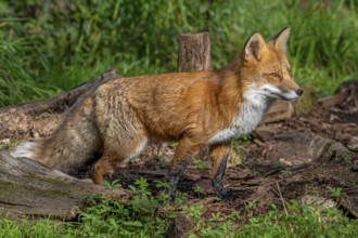 Red fox (Vulpes vulpes) hunting in grassland, meadow at edge of forest