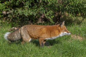 Hunting red fox (Vulpes vulpes) stalking prey in meadow, grassland along hedge