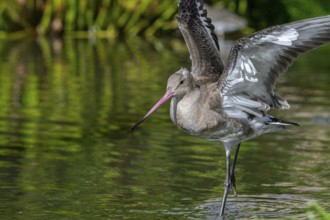 Black-tailed godwit (Limosa limosa) in non-breeding plumage taking off from pond, lake in autumn,