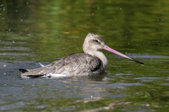 Black-tailed godwit (Limosa limosa) in non-breeding plumage bathing in water of pond, lake in