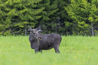 Moose, elk (Alces alces) adult bull, male with antlers covered in velvet grazing grass in meadow at