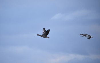 Grey geese (Anser anser) fly over the Darß, Mecklenburg-Western Pomerania, Germany