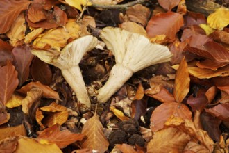 Autumn time in the forest, October, mushrooms, Germany