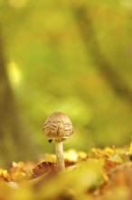 Autumn time in the forest, October, Pilz, Germany