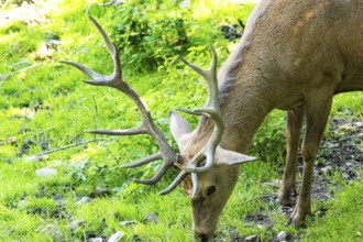Red deer (Cervus elaphus) captive Germany