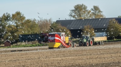 Potato harvesting with tractor-drawn machine in Kabusa, Ystad Municipality, Skåne County, Sweden,