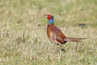 Pheasant, hunting pheasant (Phasianus colchicus), adult male bird in a meadow, wildlife, lembruch,