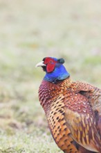 Pheasant, hunting pheasant (Phasianus colchicus), adult male bird in a meadow, animal portrait,