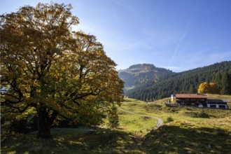 Autumn-colored sycamore tree, in the back Berggasthof Hochleite, near Schwand, Stillachtal,