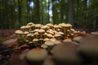 A group of mushrooms stands in the Bad Homburg City Forest, Stadtwald, Bad Homburg, Hesse, Germany