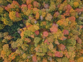 The leaves of the trees in the Bad Homburg city forest turned colorful in autumn. (aerial view with