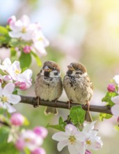 Small funny Sparrow Chicks sit in the garden surrounded by pink Apple blossoms on a Sunny may day,