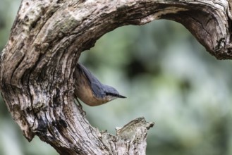 Nuthatch (Sitta europaea), Emsland, Lower Saxony, Germany